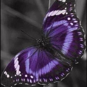 Meet your Posher, Lahoma